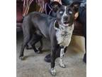 Adopt Keeley Jones a Black Australian Cattle Dog / Mixed Breed (Medium) / Mixed