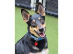 Adopt Jojo a Australian Kelpie / Siberian Husky / Mixed dog in Novato