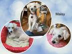Adopt Maisy - IN a White Bichon Frise / Mixed dog in Tulsa, OK (41310444)