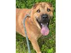 Adopt Bubbie a Gray/Blue/Silver/Salt & Pepper Shar Pei dog in Weatherford