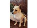Adopt SOPHIE a Tan/Yellow/Fawn - with White Corgi / Terrier (Unknown Type