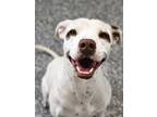 Adopt Rooster a American Pit Bull Terrier / Mixed Breed (Medium) / Mixed dog in