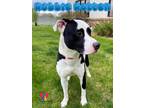 Adopt Robbie Rotten a White Mixed Breed (Medium) / Mixed Breed (Medium) / Mixed