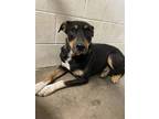 Adopt Madam Misty a Black German Pinscher / Doberman Pinscher / Mixed (short