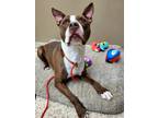 Adopt Bruce 40800 a American Pit Bull Terrier / Mixed dog in Pocatello