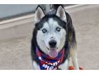 Adopt Davy a Mixed Breed (Large) / Mixed dog in Staten Island, NY (41310401)