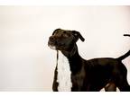 Adopt Dwane 41098 a Labrador Retriever / Pit Bull Terrier / Mixed dog in