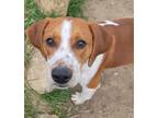 Adopt Roland a Brown/Chocolate - with White Beagle / Labrador Retriever / Mixed