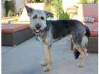 Adopt Magic a Black - with Gray or Silver Briard / Shepherd (Unknown Type) /