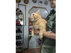 Adopt Clementine a Orange or Red Tabby Domestic Shorthair (short coat) cat in