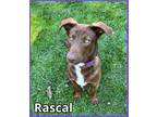 Adopt Rascal a Brown/Chocolate - with White Dachshund / Husky / Mixed dog in