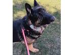 Adopt Conquer a Black German Shepherd Dog / Mixed Breed (Medium) / Mixed (short