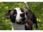 Adopt Marvin a Brown/Chocolate Mixed Breed (Small) / Mixed Breed (Medium) /