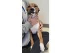 Adopt Bennie a Brown/Chocolate Mixed Breed (Small) / Mixed Breed (Medium) /