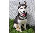 Adopt 84414 Blueberry a White Husky / Mixed Breed (Medium) / Mixed (short coat)
