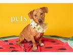 Adopt Scarlett a Red/Golden/Orange/Chestnut Dachshund / Terrier (Unknown Type