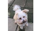 Adopt Hercules a White Poodle (Miniature) / Mixed dog in Siler City