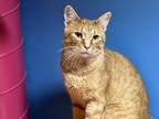 Adopt Tango a Orange or Red Tabby Domestic Shorthair (short coat) cat in Topeka
