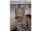 Adopt Big Mac a Brown Tabby Domestic Shorthair / Mixed (short coat) cat in