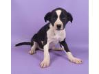 Adopt Delta a Black Fox Terrier (Smooth) / Border Collie / Mixed (short coat)