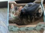 Adopt Nala a Brown Tabby Domestic Shorthair (short coat) cat in Topeka