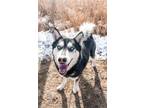 Adopt Elmor (Odin) a Black - with White Siberian Husky dog in Highlands Ranch