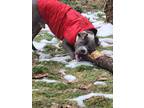Adopt Ice a Gray/Silver/Salt & Pepper - with White American Pit Bull Terrier /