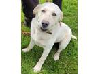 Adopt Brady a Brindle Labrador Retriever / Mixed Breed (Medium) / Mixed (short