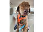 Adopt Boone a Red/Golden/Orange/Chestnut Golden Retriever / Hound (Unknown Type)