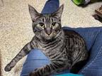 Adopt Charlie a Brown Tabby Domestic Shorthair (short coat) cat in Topeka