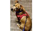 Adopt Oliver a Red/Golden/Orange/Chestnut Chiweenie / Mixed dog in Scottsdale