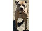 Adopt Brown a Tan/Yellow/Fawn American Pit Bull Terrier / Mixed dog in