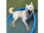 Adopt Halston a Shepherd (Unknown Type) / Siberian Husky / Mixed dog in Tulare