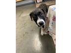 Adopt sissy a Brindle - with White American Pit Bull Terrier / Mixed dog in