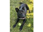 Adopt Saber a Shepherd (Unknown Type) / Australian Cattle Dog / Mixed dog in