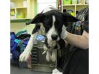 Adopt Pancake a Black Poodle (Standard) / Mixed Breed (Medium) / Mixed (short