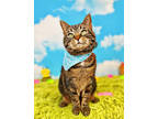 Adopt Pearl a Brown Tabby Domestic Shorthair / Mixed Breed (Medium) / Mixed