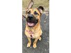 Adopt Kai Milo a Tan/Yellow/Fawn - with Black German Shepherd Dog / Great Dane /