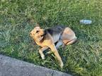 Adopt Draco a Black - with Tan, Yellow or Fawn German Shepherd Dog dog in Irwin