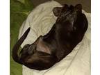 Adopt Tipper a Black German Shorthaired Pointer / Mixed dog in Woodland