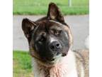 Adopt Flynn a Akita / Mixed dog in Troy, OH (41256786)