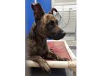 Adopt Lilo a Brindle Mountain Cur / American Staffordshire Terrier / Mixed dog