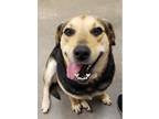 Adopt Jenny a Black - with Tan, Yellow or Fawn German Shepherd Dog / Labrador