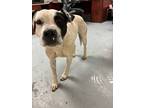 Adopt 55795171 a White American Pit Bull Terrier / Mixed Breed (Medium) / Mixed