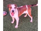 Adopt Evan a Brown/Chocolate Mixed Breed (Medium) / Mixed Breed (Medium) / Mixed