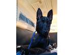 Adopt Chloé - Located in CA a Brindle Dutch Shepherd dog in Imlay City