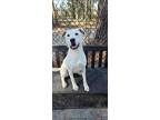 Adopt Keith a White Mixed Breed (Small) / Mixed Breed (Medium) / Mixed (short