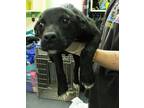 Adopt Pickles a Black Poodle (Standard) / Mixed Breed (Medium) / Mixed (short