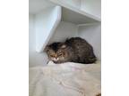 Adopt Marble a Brown Tabby Domestic Longhair / Mixed Breed (Medium) / Mixed