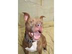 Adopt Hooch a Red/Golden/Orange/Chestnut - with White American Pit Bull Terrier
